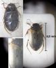 Hydroporus marginatus